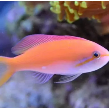 Nemanthias Carberryi fem