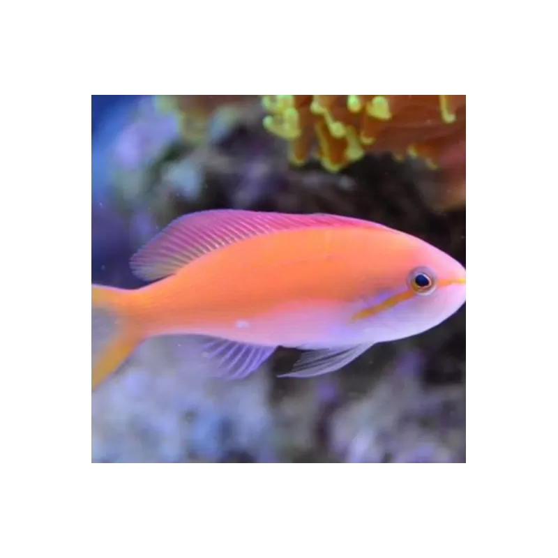 Nemanthias Carberryi fem