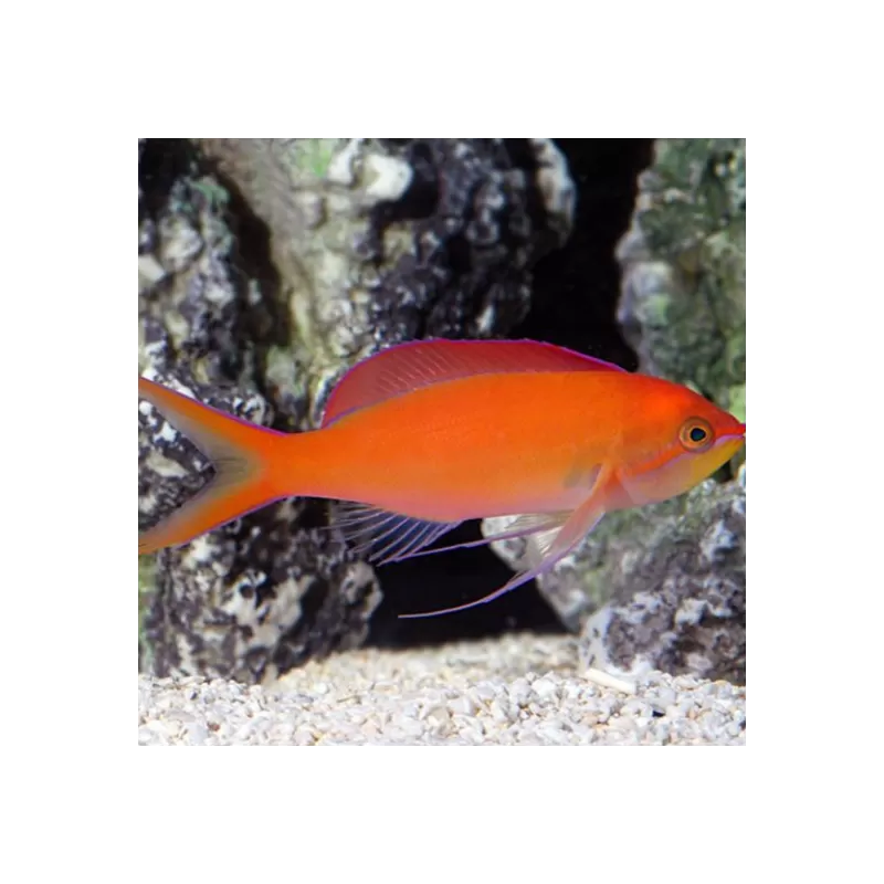 Mirolabrichthys Dispar ignitis Mirolabrichthys Dispar ignitis