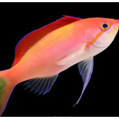 Mirolabrichthys Dispar ignitis Mirolabrichthys Dispar ignitis