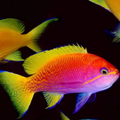 Pseudanthias bimaculatus Pseudanthias bimaculatus