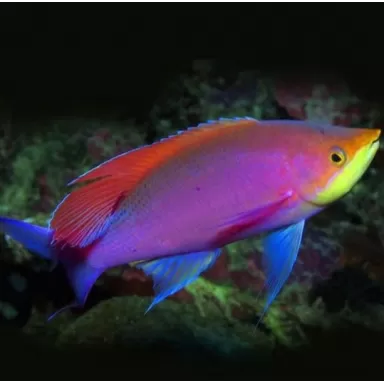 Mirolabrihthys tuka male Mirolabrihthys tuka male