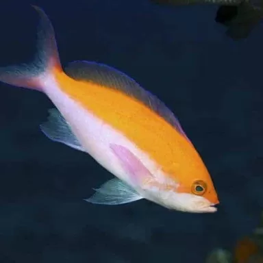 pseudanthias bicolor