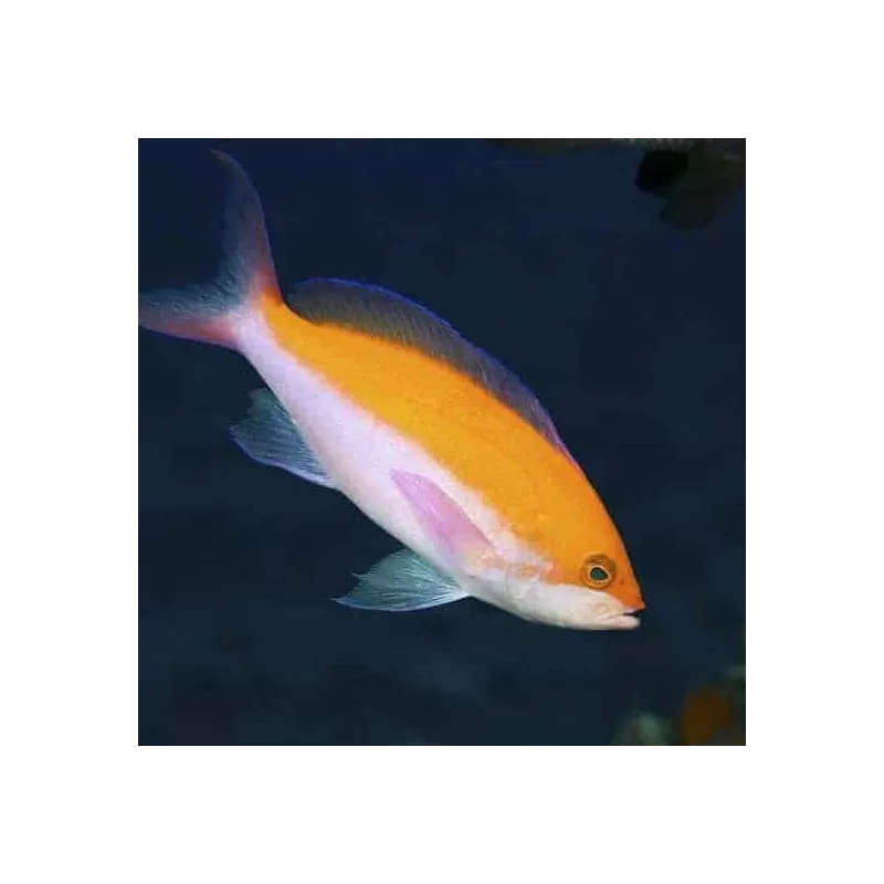pseudanthias bicolor pseudanthias bicolor