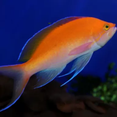 pseudanthias bicolor pseudanthias bicolor