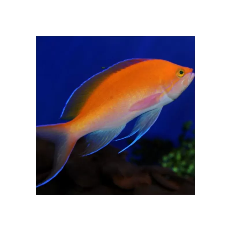 Pseudanthias bicolore