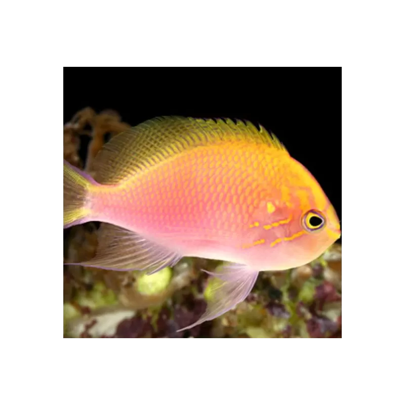 Serranocirrhitus Latus
