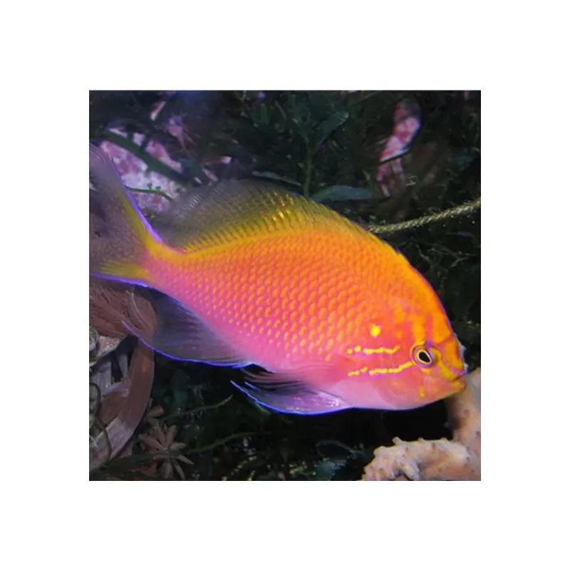 Serranocirritation latus