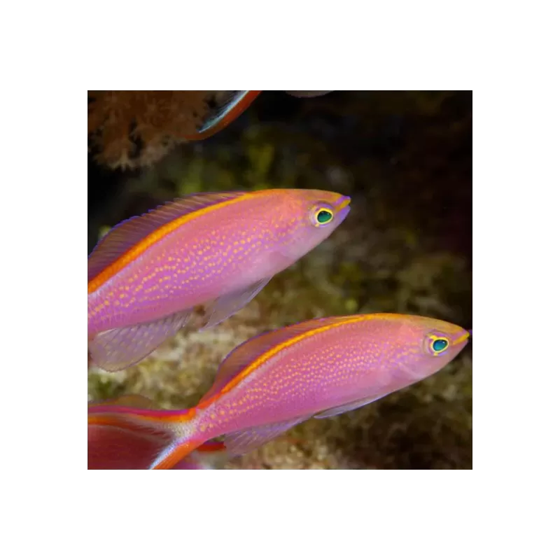 Pseudanthias Smithvanzi Pseudanthias Smithvanzi