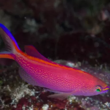 Pseudanthias Smithvanzi Pseudanthias Smithvanzi