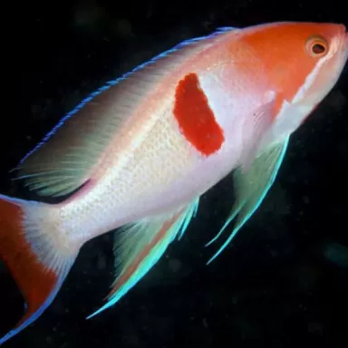 Pseudanthias Rubrizonatus Pseudanthias Rubrizonatus