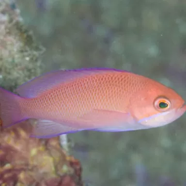 Pseudanthias Rubrizonatus