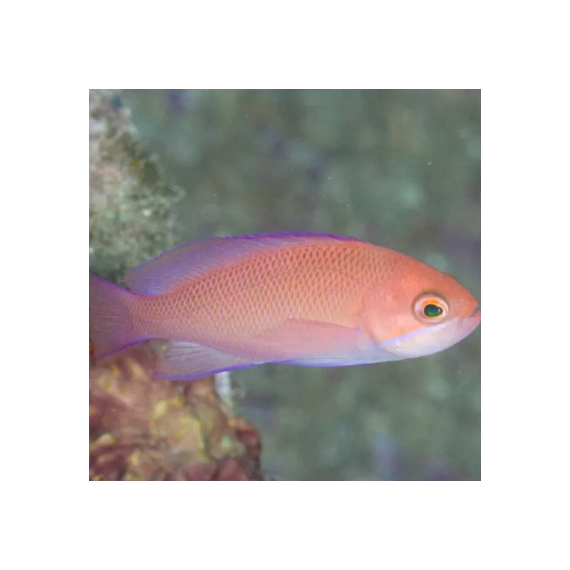 Pseudanthias Rubrizonatus