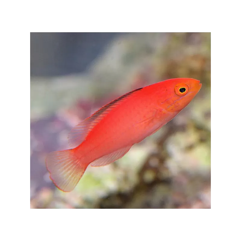 Cirrhilabrus Katoi Female