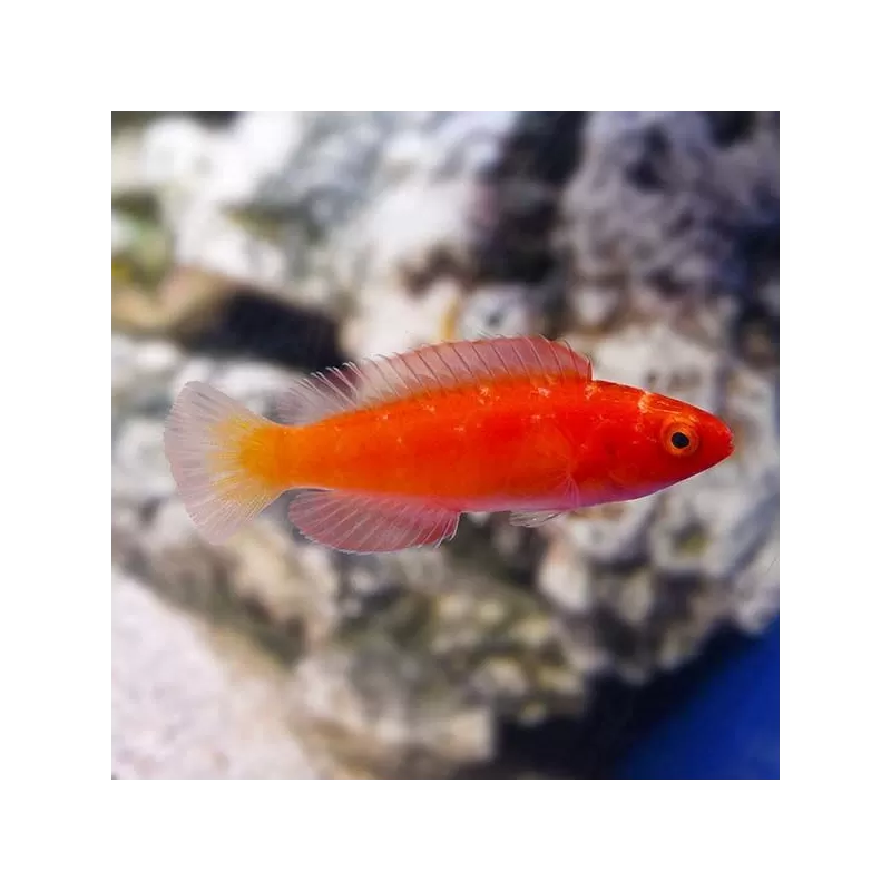 Cirrhilabrus Shutmani