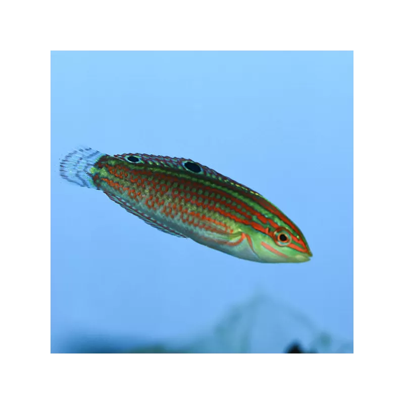 Halichoeres Biocellatus Halichoeres Biocellatus