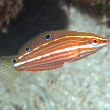 Halichoeres Biocellatus