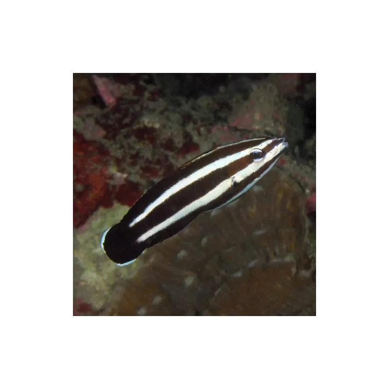 Labropsis Manabei Labropsis Manabei