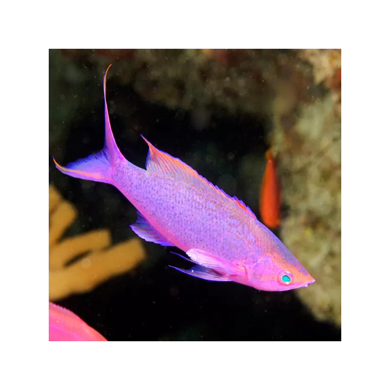 Pseudanthias Pascalus Pseudanthias Pascalus