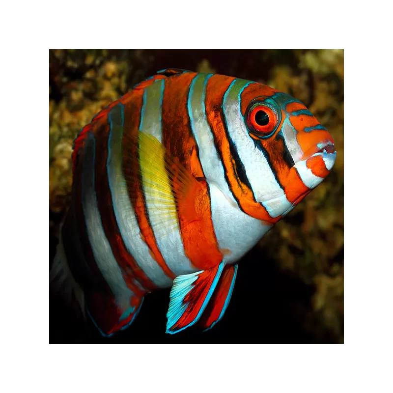 Choerodon Lienardella Fasciata