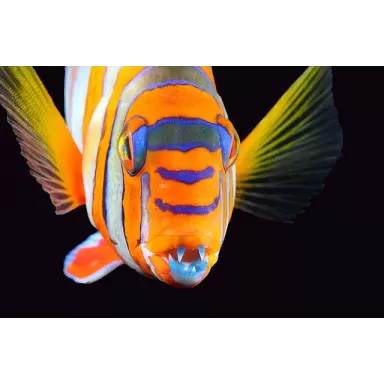 Choerodon Lienardella Fasciata M