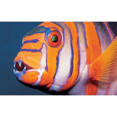 Choerodon Lienardella Fasciata M