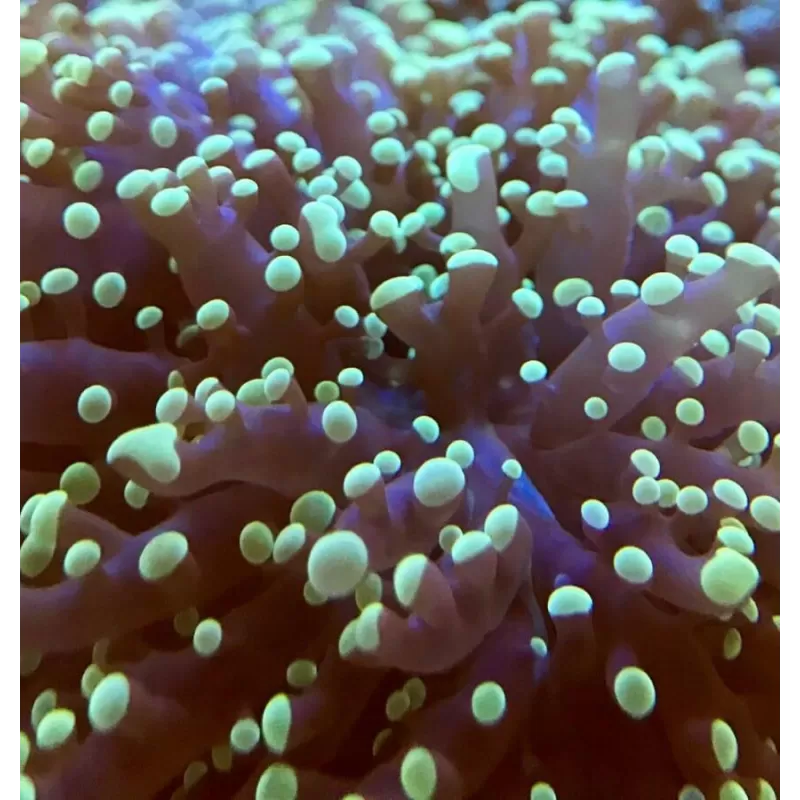 Euphyllia Divisa Green Australie (L) Euphyllia Divisa Green Australie (L)