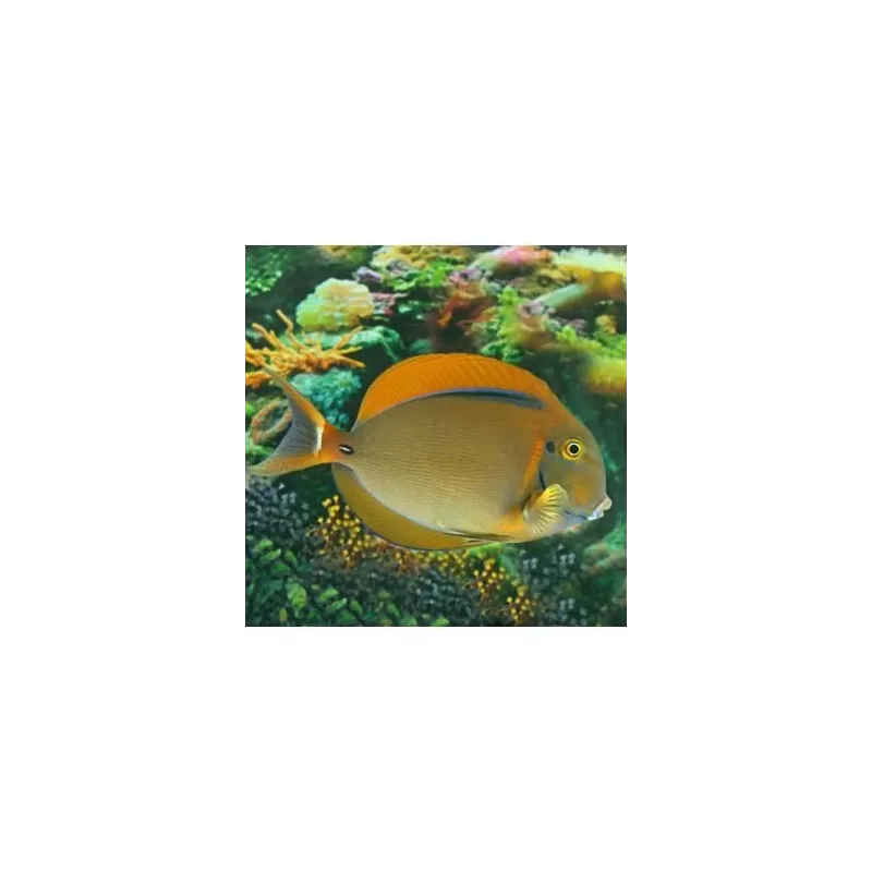 Acanthurus Bariene (S)