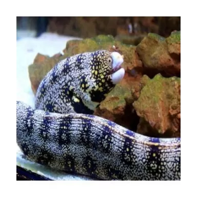 Echidna Nebulosa (S)