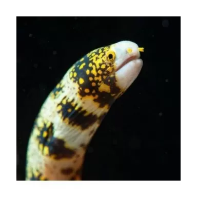 Echidna Nebulosa (S)