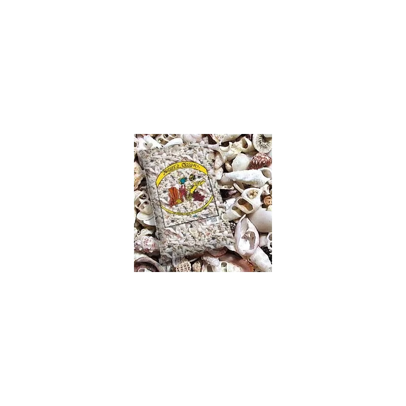 Natures Ocean Hawaiian Puka Shells 6 8kg 3 5 5mm Natures Ocean Hawaiian Puka Shells 6 8kg 3 5 5mm