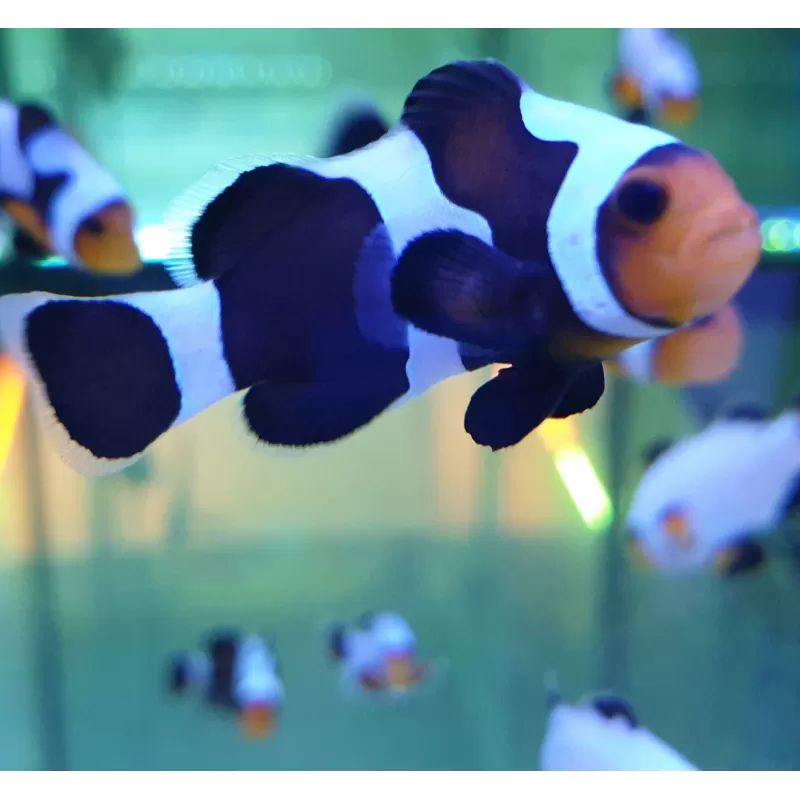 Amphiprion Ocellaris Black Gladiator Amphiprion Ocellaris Black Gladiator