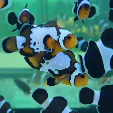 Einschussloch bei Amphiprion Ocellaris