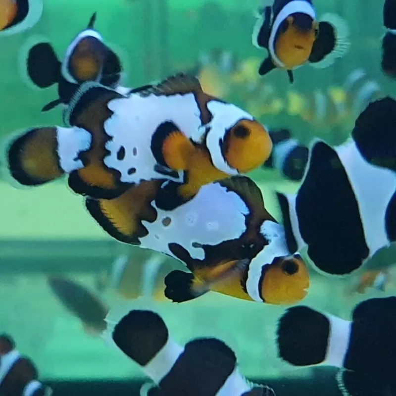 Amphiprion Ocellaris Bullet Hole Amphiprion Ocellaris Bullet Hole
