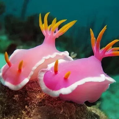 Hypselodoris bullockii
