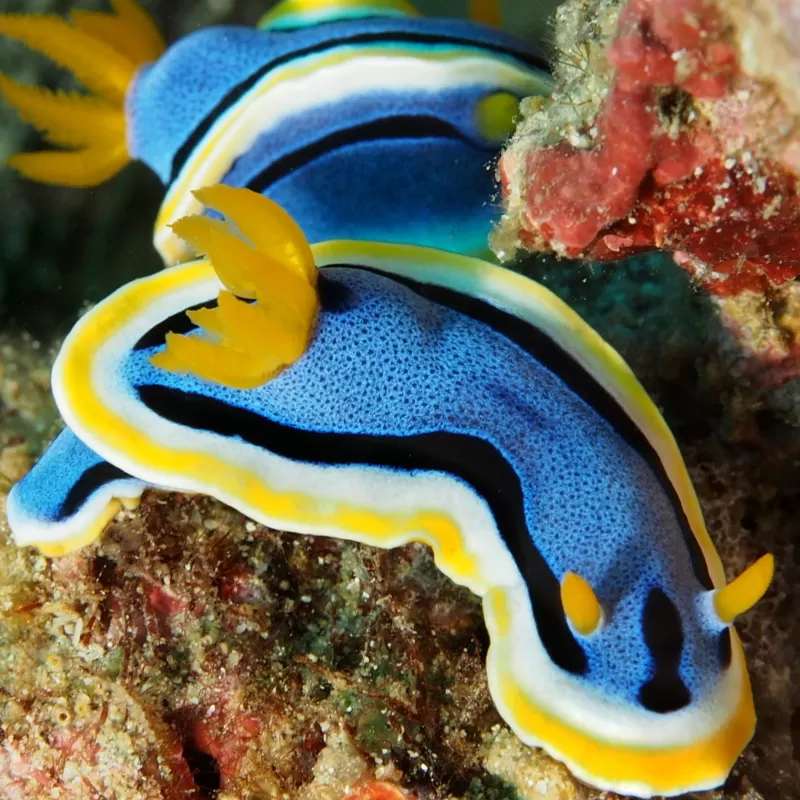 Chromodoris Annae Chromodoris Annae