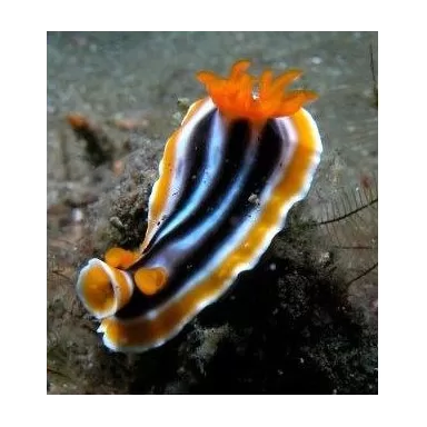 Chromodoris magnifica