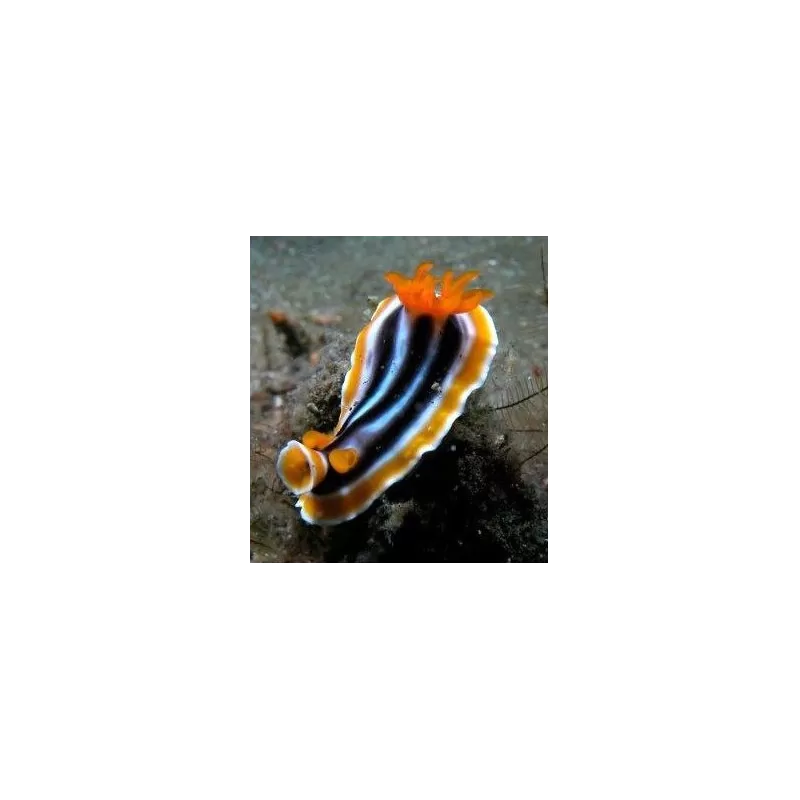Chromodoris Magnifica Chromodoris Magnifica