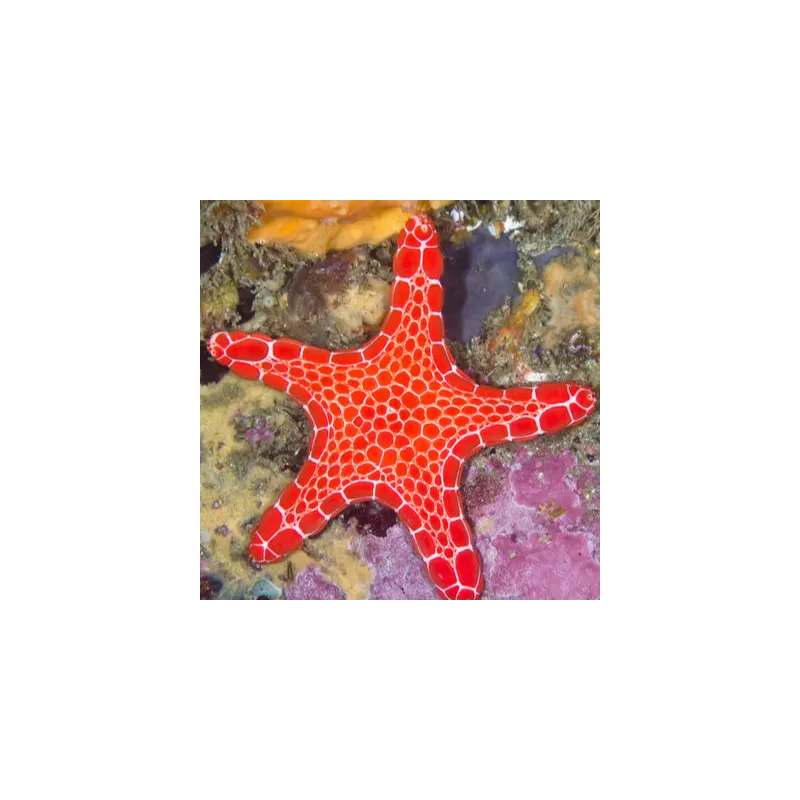 Pentagonaster Duebeni Red Pentagonaster Duebeni Red