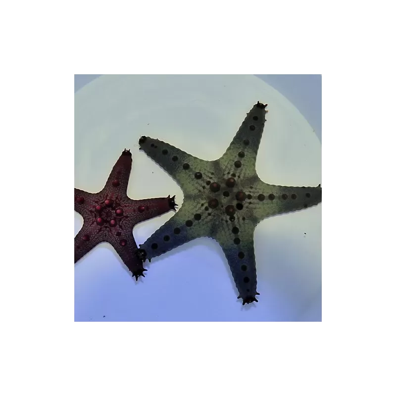 Pentaceraster Regulus Pentaceraster Regulus