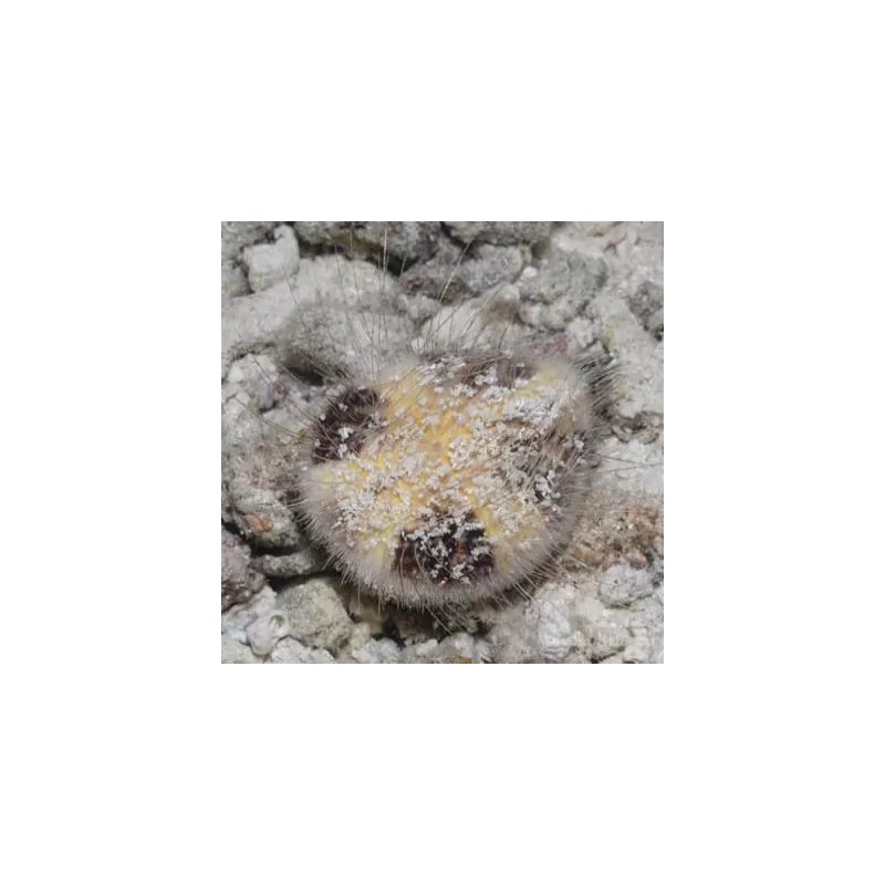 Maretia Planulata Maretia Planulata