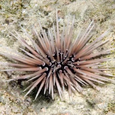 echinometra sp. red/purple/white