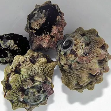 Lunalla Coronata