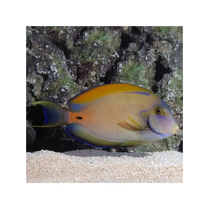 Acanthurus Fowleri (L) Acanthurus Fowleri (L)