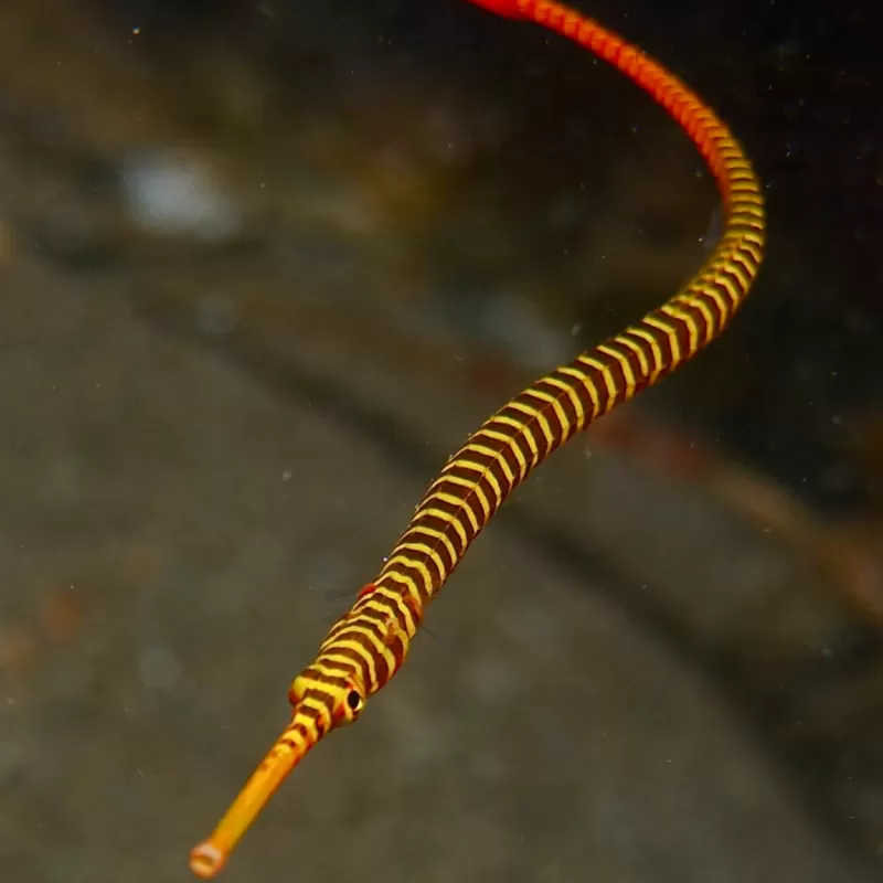 dunckerocampus pessuliferus dunckerocampus pessuliferus