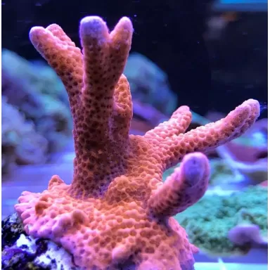 Montipora digitata red frag