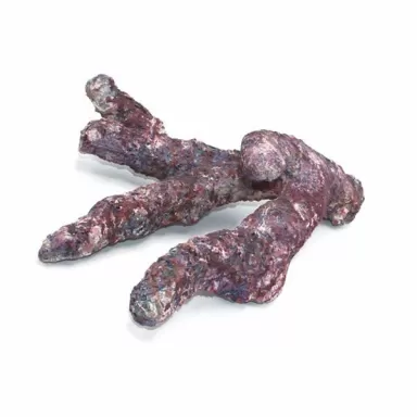 Dutch Reef Rock Bones (Dry) p/kg Dutch Reef Rock Bones (Dry) p/kg