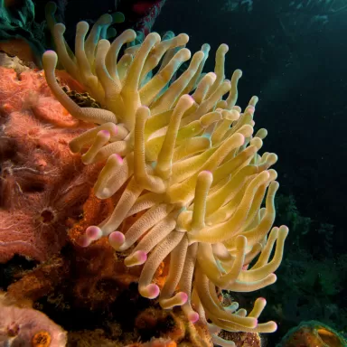 Condylactis gigantea anemone