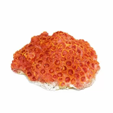 Kunstkoraal Aardbeikoraal Kunstkoraal Aardbeikoraal