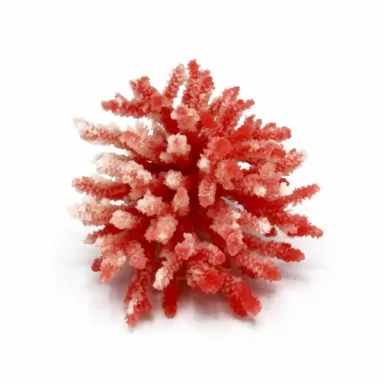 Kunstkoraal Acropora Wit/Rood